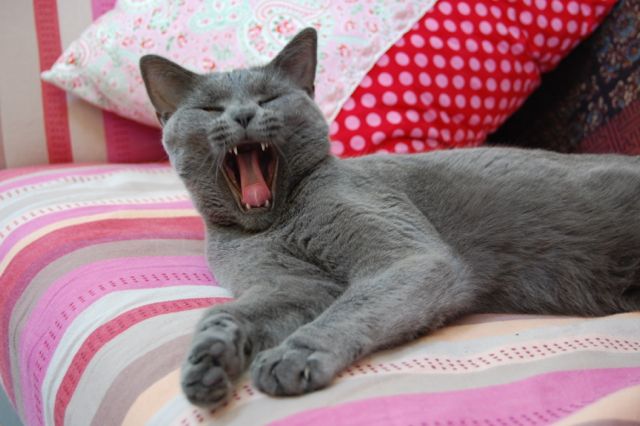Sommerkatzen2